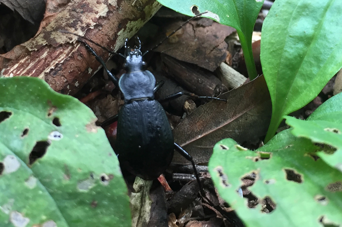 札幌発】オオルリオサムシ セダカオサムシ亜種サッポロ ゴミムシ エゾアカガネ シデムシ 他 昆虫標本 no.222 - 虫類