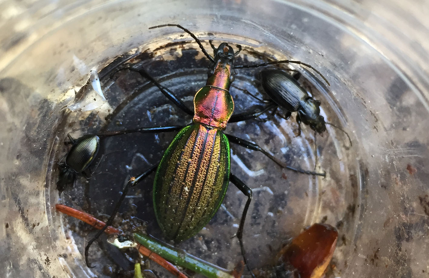 オオルリオサムシの亜種であるヒメオオルリオサムシを求めて南富良野に